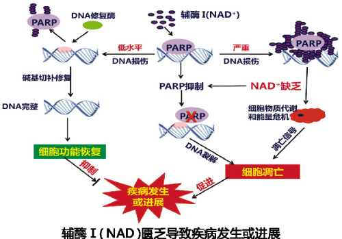 兰科博弈(RankBet)有限公司官网