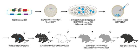 17ab7704-4f64-48a0-8577-166cf639ece6 兰科博弈(RankBet)有限公司官网