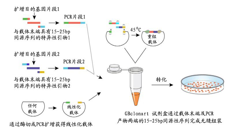 512fe0cc-7472-4c42-96c8-9c6f8e3ccc8e 载体构建流程图
