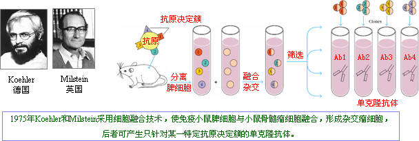 抗体造备 抗体造备