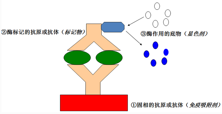 ELISA的根基道理