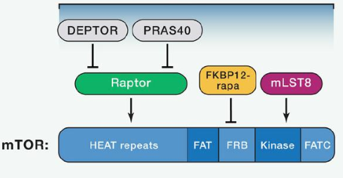 393b3fc5-1bf5-47e6-91fa-2ced36017d97 mTORC1由mTOR、Raptor和mLST8以及非主题组件PRAS40和Deptor组成