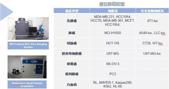 兰科博弈RankBet药效学动物模型