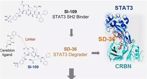 结构优化得到的SH2结合分子SI-109与CRBN结合，得到SD-36