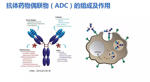 12f065f1-ae25-4f36-9f01-5f40b231acb7 抗体药物耦联物(ADC)的组成及作用