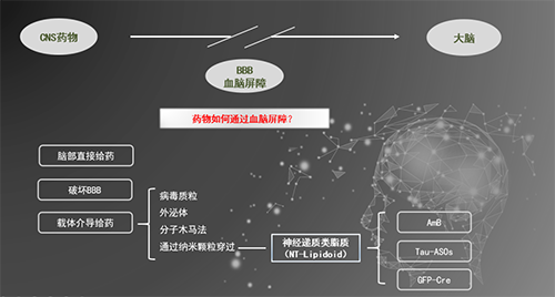 人为合成NT类脂质盛开血脑樊篱，为CNS药物打开新局面