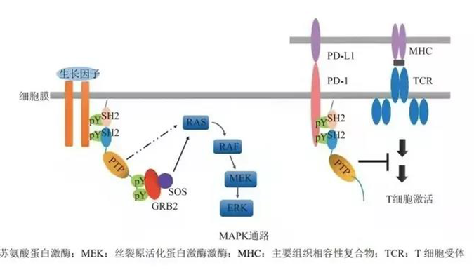 晚期恶性肿瘤患者的福音，SHP2变构抑造剂RG001片获批临床.png