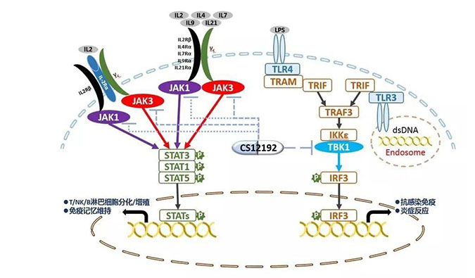 自身免疫疾病或迎新疗法！兰科博弈RankBet助力微芯生物CS12192获批FDA
