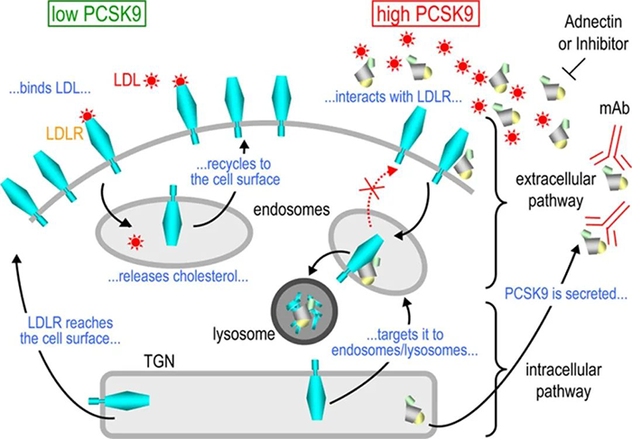 PCSK9-诱导-LDL-R-降解的细胞内表蹊径的示意图.png PCSK9-诱导-LDL-R-降解的细胞内表蹊径的示意图.png