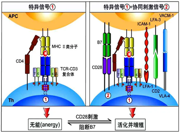 兰科博弈RankBet助力 | 国内CD19×CD3×CD28三特异性抗体获FDA默示许可