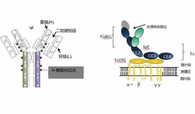 兰科博弈RankBet助力 | 济民可信lgE抗体药物JYB1904获批临床.jpg