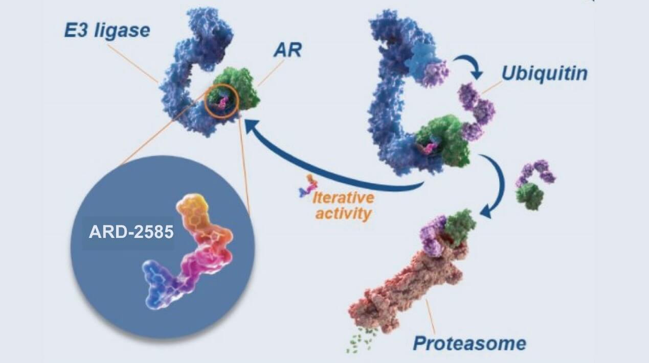 Metastatic castration-resistant prostate cancer (mCRPC).jpg Metastatic castration-resistant prostate cancer (mCRPC).jpg