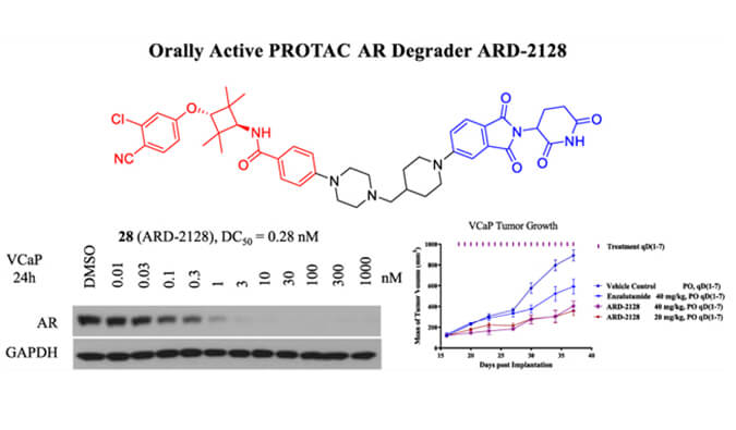 ARD-2128是一种PROTAC AR降解剂，拥有杰出的血浆和微粒体不变性，本钻研中体表不变性和PK钻研通过兰科博弈RankBet进行