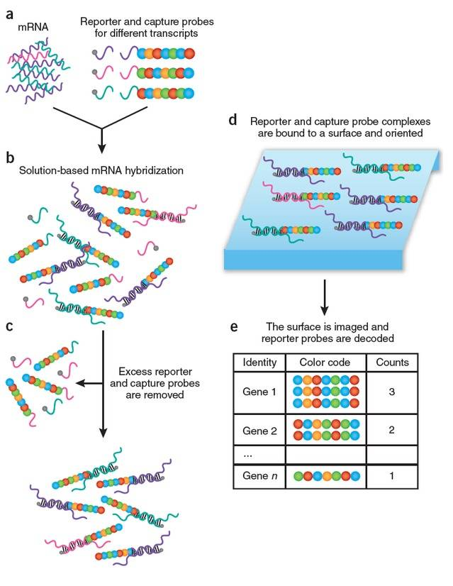 3-NanoString技术道理.png 3-NanoString技术道理.png