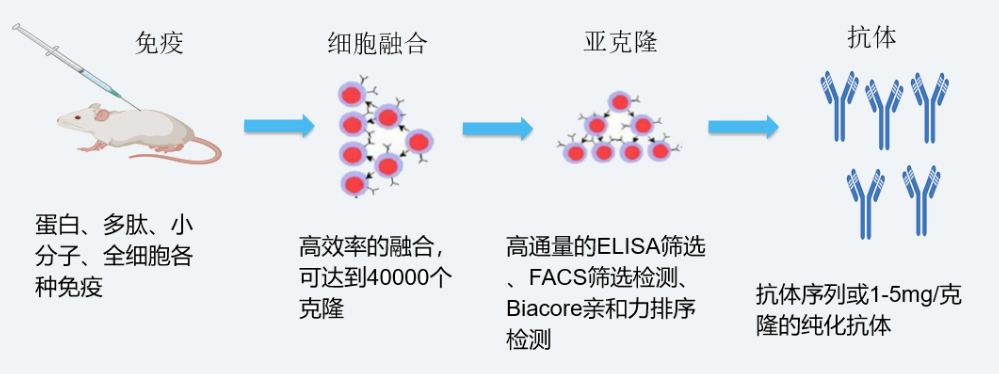 兰科博弈RankBet杂交瘤技术平台开发流程